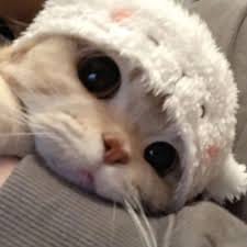 ปุ๊กลุก ฝนทิพย์ avatar